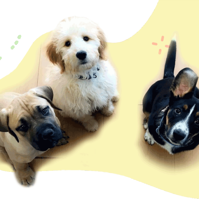 Frequently Asked Boarding Questions Animal Crackers Hartland