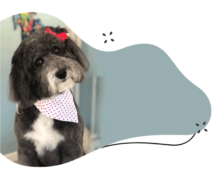 Boarding + Daycare Animal Crackers Hartland