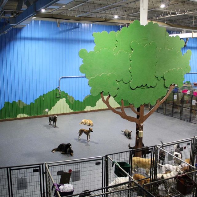 Frequently Asked Boarding Questions Animal Crackers Hartland